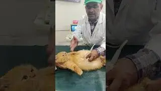 PD using ultrasound in cat step by step.