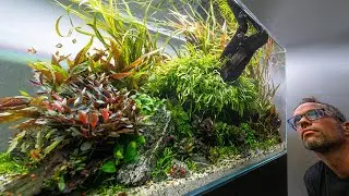 222 DAY UPDATE ON THE DREAM CLIENT AQUASCAPE (4K)