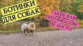 Ботинки для собак. Обзор ботинок PAWZ. Впервые собака в ботинках