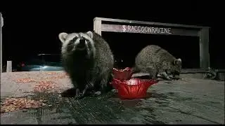 RACCOON RAVINEL A Windy Night