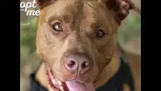 Boomer Needs a Home 2018 256927886 1080x1080 F30