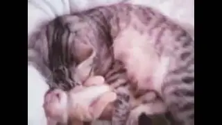 Любовь матери)))