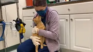 PAWS and the COVID 19 Crisis
