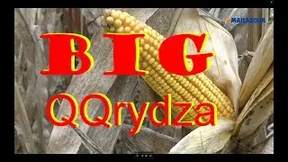 Rol-Big - Henryk Stokłosa - Koszenie kukurydzy na ziarno- 2017r.