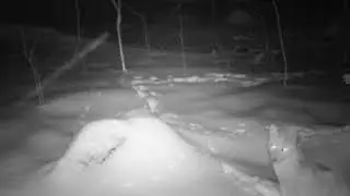 Hunting Coyotes over bait