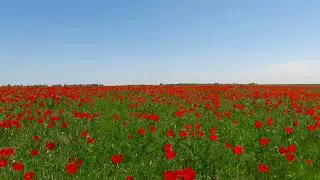 АЛЫЕ МАКИ ШУ(ЧУИСКОИ ДОЛИНЫ)