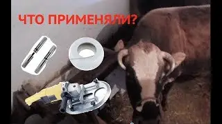 РОГА ВРОСТАЮТ В ГОЛОВУ КОРОВЕ. Что мы предприняли?
