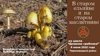 В старом ельнике и на старом маслятнике. 