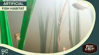 Pond King's Honey Hole Grass