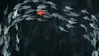 Koi pond, koi carp - 4k, Free Stock Footage, Copyright Free,  Background, 20-sec loop