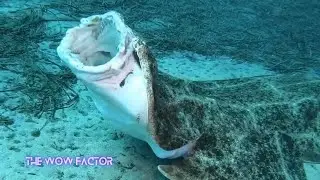 Bizarre and Beautiful creatures of the deep. #thewowfactor