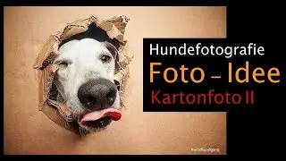 Hundefotografie, Bastel- und Foto- Idee das Karton - Ausbrecherbild Hundefoto