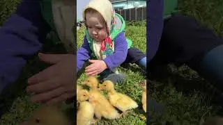 МИЛОТА УТЯТА И ДЕВОЧКА