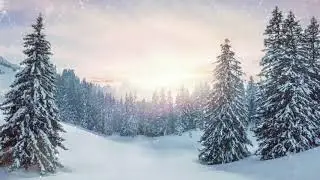Зимний Лес, Елки