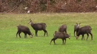 Gämsen (Gemsen) Wildtiere ganz nah.