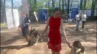 юниоры кобели