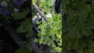 My Balcony Garden 🤗