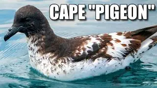 Cape Petrel Facts: the Cape PIGEON 🦤 Animal Fact Files