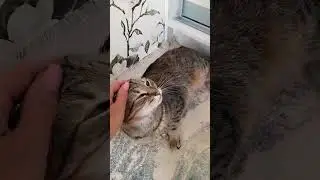 #кисонька #кошки #cat #кошка #отдыхает #тесса #моя