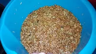 how to sprout grain without bothering/// how to sprout a lot of grain at once