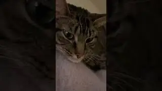 My Cat Whiskers Purring Up a Storm! #purring #catpurring #funnycats #cat #catlover #catlovers