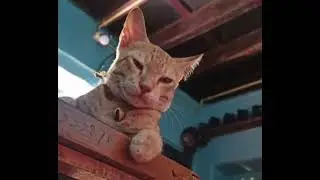 Cat sound 12 types of indian cat sound #cats #catsounds