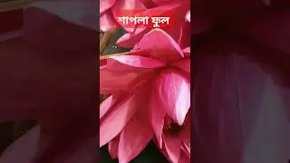 sapla flower/ শাপলা ফুল#shortfeed#shorts#viral ❤️😍