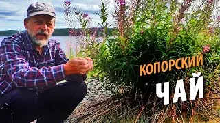 #13 Borshchovets Island | Making Koporskiy Tea | Hike 2021