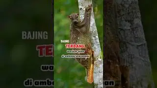 tando si bajing terbang #tupai #spesies #wildlife