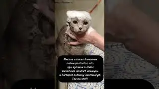 #омск #собака #груминг #животные