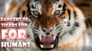 Dangers of tigers for humans🐯