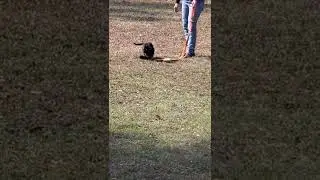 Blue Collar Blk/tan GSD male - Volhard Clip 3
