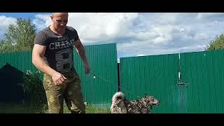 Футбол и водные процедуры)