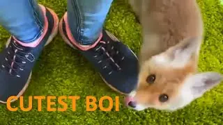 Baby Fox gets Rescued and Petted like a Puppy