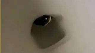 Man Found Something Unexpected In The Toilet