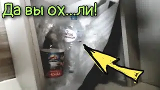 Свиньи в квартире | Мебель на заказ - получишь пальцем в глаз
