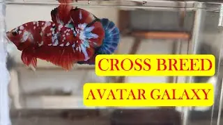 Cross Breed Avatar Galaxy 2021