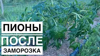 Пионы после продолжительных ночных заморозков