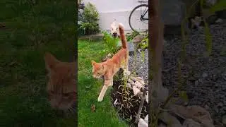 🐺🐈🐶🐕