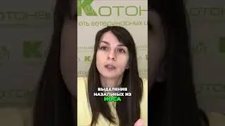 Назальные инфекции у кошек | причины, симптомы и лечение