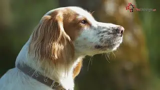 COVID-19 Coronavirus in Your Dogs and Cats