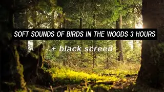 Soft Sounds of Birds In the Woods + Black Screen 3Hours