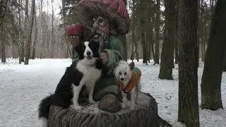 Собака на улице не выполняет команды. Что делать? / Дрессировка собак