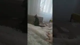 Котёнок, кот, смешно и весело. Видео для Вас дорогие друзья)