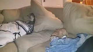 2 Kitties 😻😻 Cleaning themselves on a couch