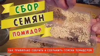 Как правильно собрать и сохранить семена помидоров!