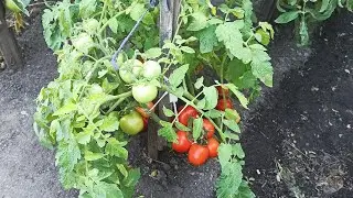 Harvest variety of tomatoes in the open field Sanka description and review