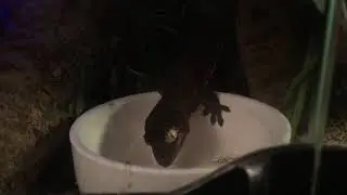 Chewie's Nom noms