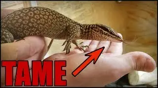 #1 Method to Tame & Bond With Your Lizard |  NO TOUCHING!!!