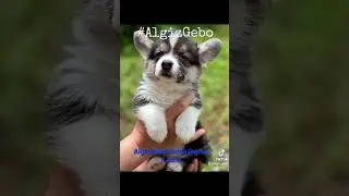 Corgi puppies